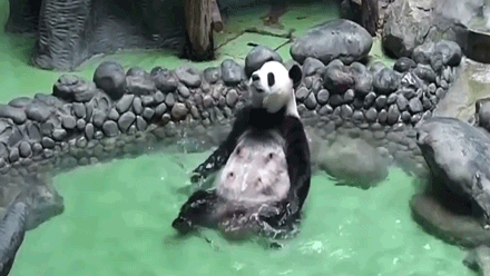 bears-free-animated-gameznet 052.gif